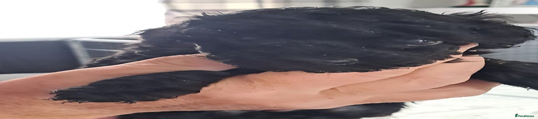 Toy Poodle black Puppy 4