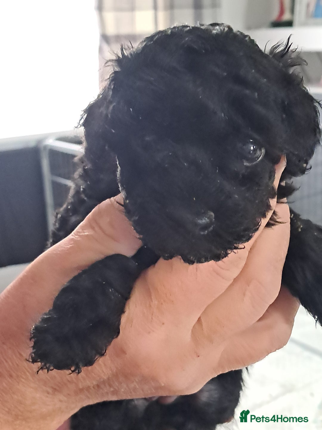 Toy Poodle dogs for sale: Toy poodle babies - Advert 3