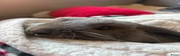 Dwarf Lop rabbits for sale: Mini Dwarf Lop  in Middlesbrough - Advert 3