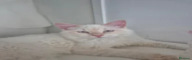 Milo