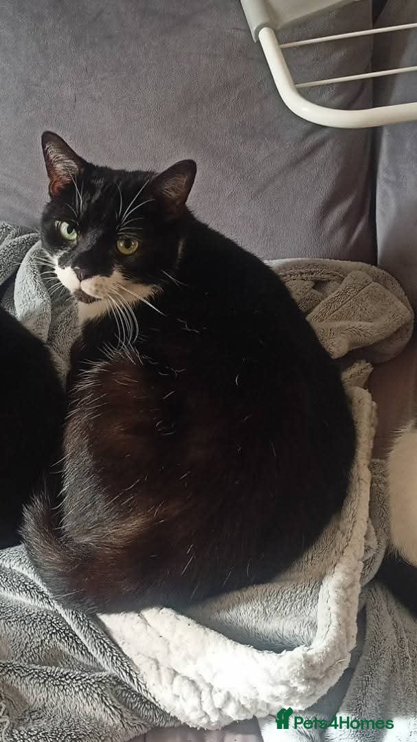 British Shorthair cats 7 year old male tuxedo cat - Advert 1