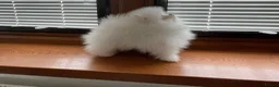 Pomeranian dogs for sale: Amazing pure white KC puppies looking for lovely🏠 - Advert 6