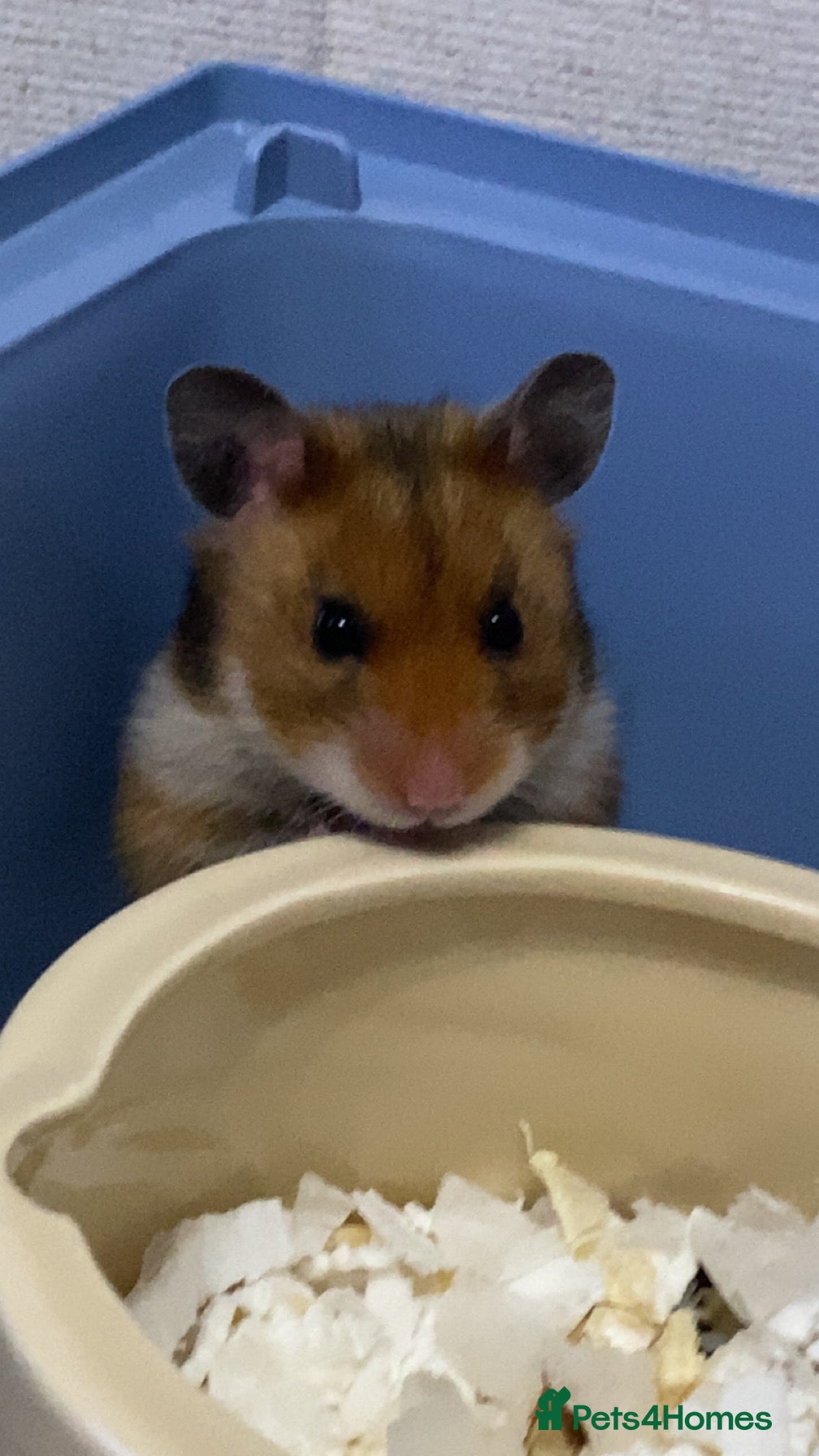 Hamster rodents Robin the hamster  - Advert 1