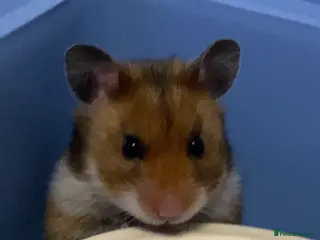 Hamster rodents Robin the hamster - Advert 1