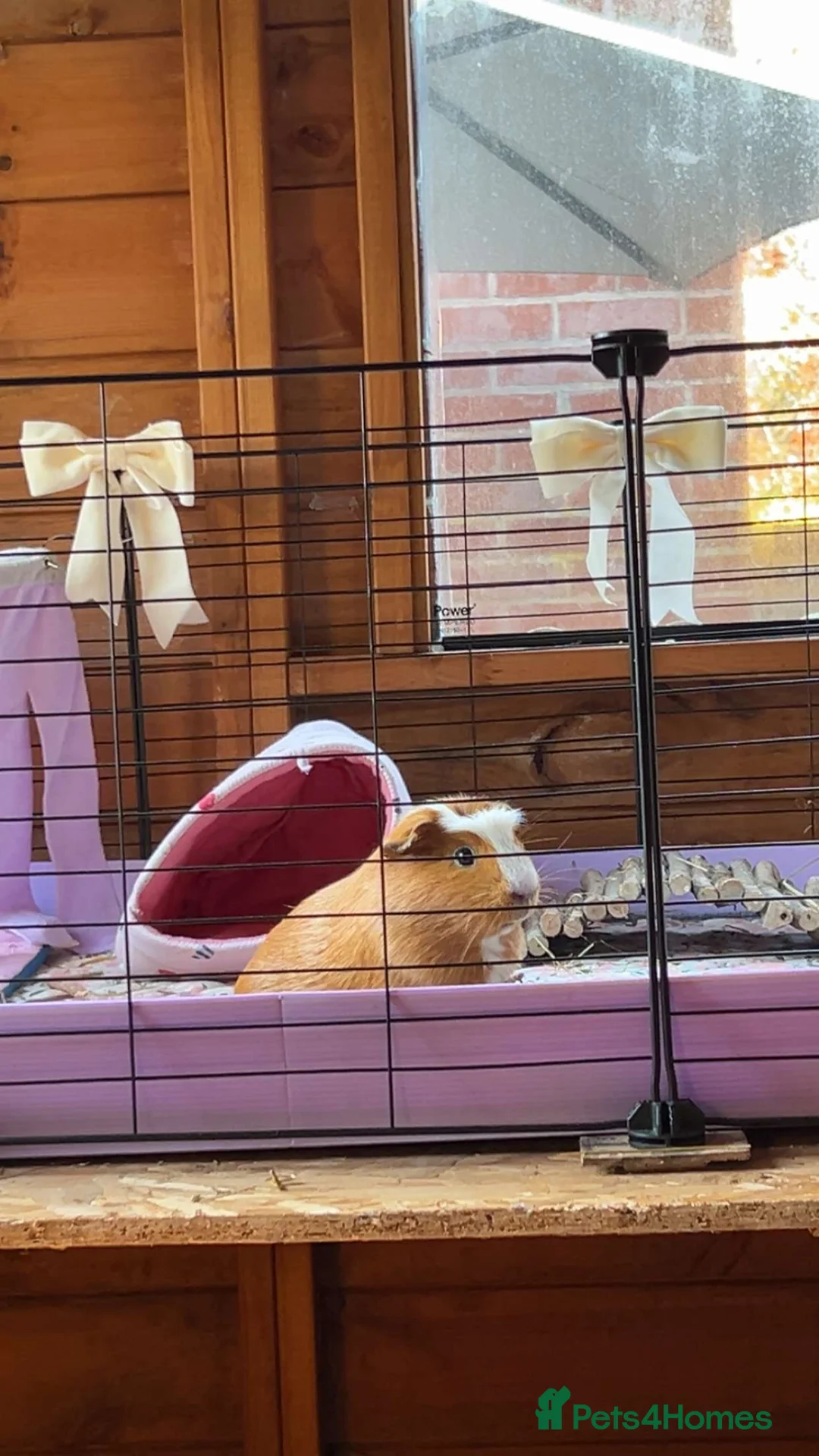 Guinea Pig rodents for sale: Beautiful female guinea pig  in Leek - Advert 1