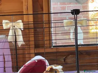 Guinea Pig rodents Beautiful female guinea pig - Advert 18