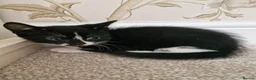 Mixed Breed cats for sale: Kittens Ready Now in Basildon - Advert 27