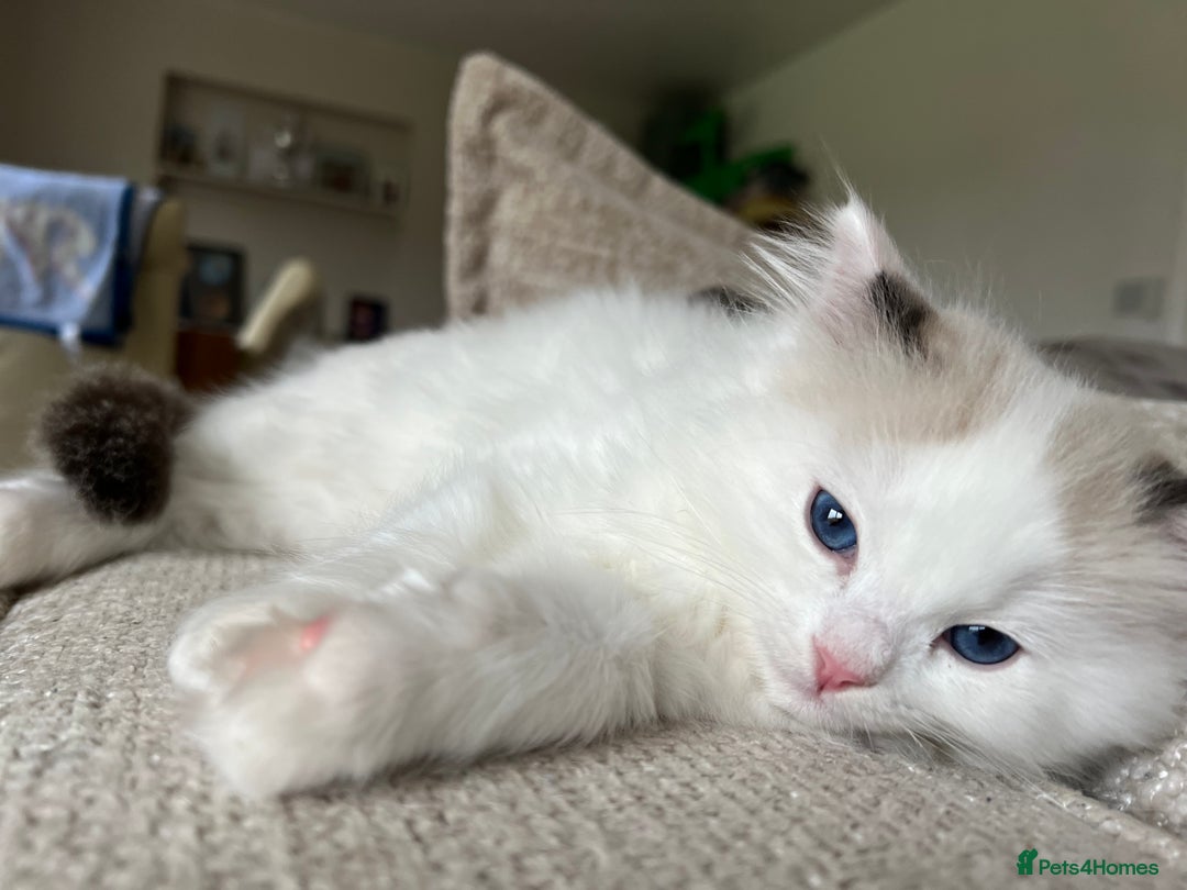 Ragdoll cats for sale: 🐾 Family reared GCCF reg ragdoll Kitten🐾 - Advert 9