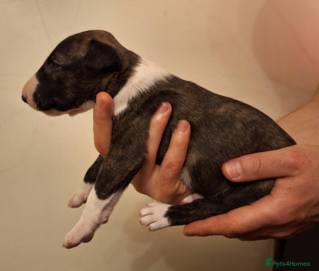 English Bull Terrier dogs for sale: Top quality Bull Terrier puppies available. - Advert 2