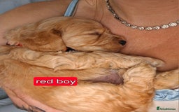 Cockapoo dogs for sale: F1 Cockerpoo puppies - Image 17