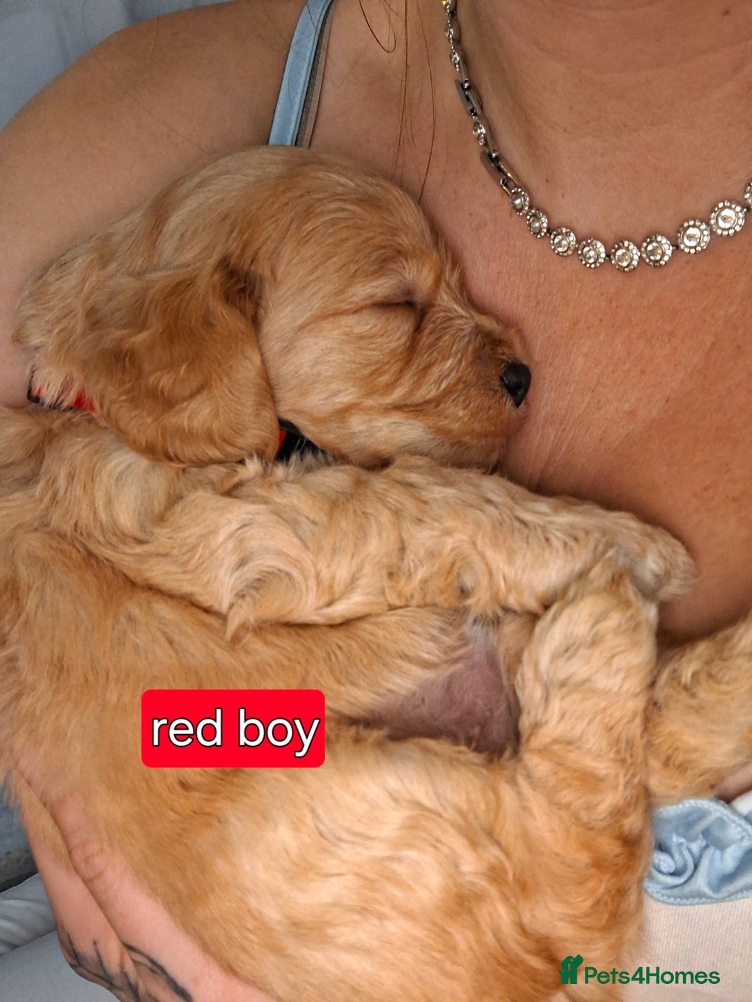 Cockapoo dogs for sale: F1 Cockerpoo puppies - Image 17