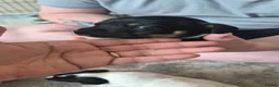 Jack Russell dogs for sale: 4 stunning male jack russell puppies  in Larkhall - Advert 6