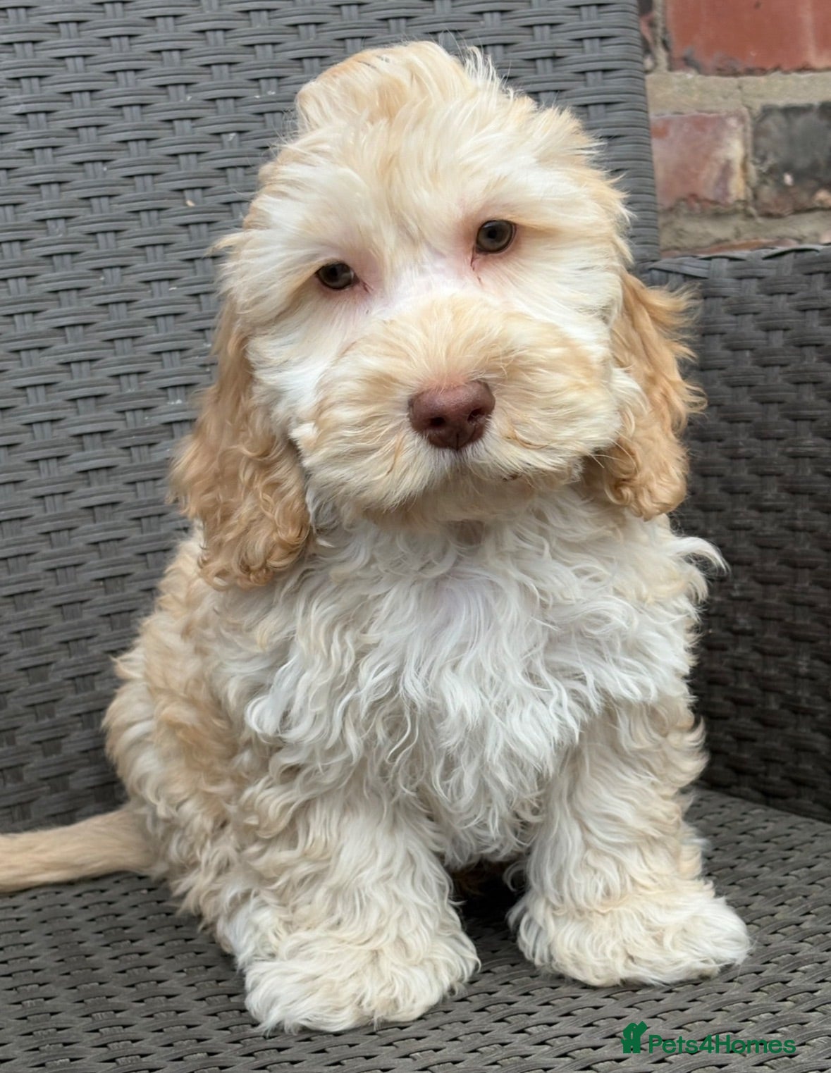 Cockapoo dogs F1 cockapoo puppies  - Advert 2