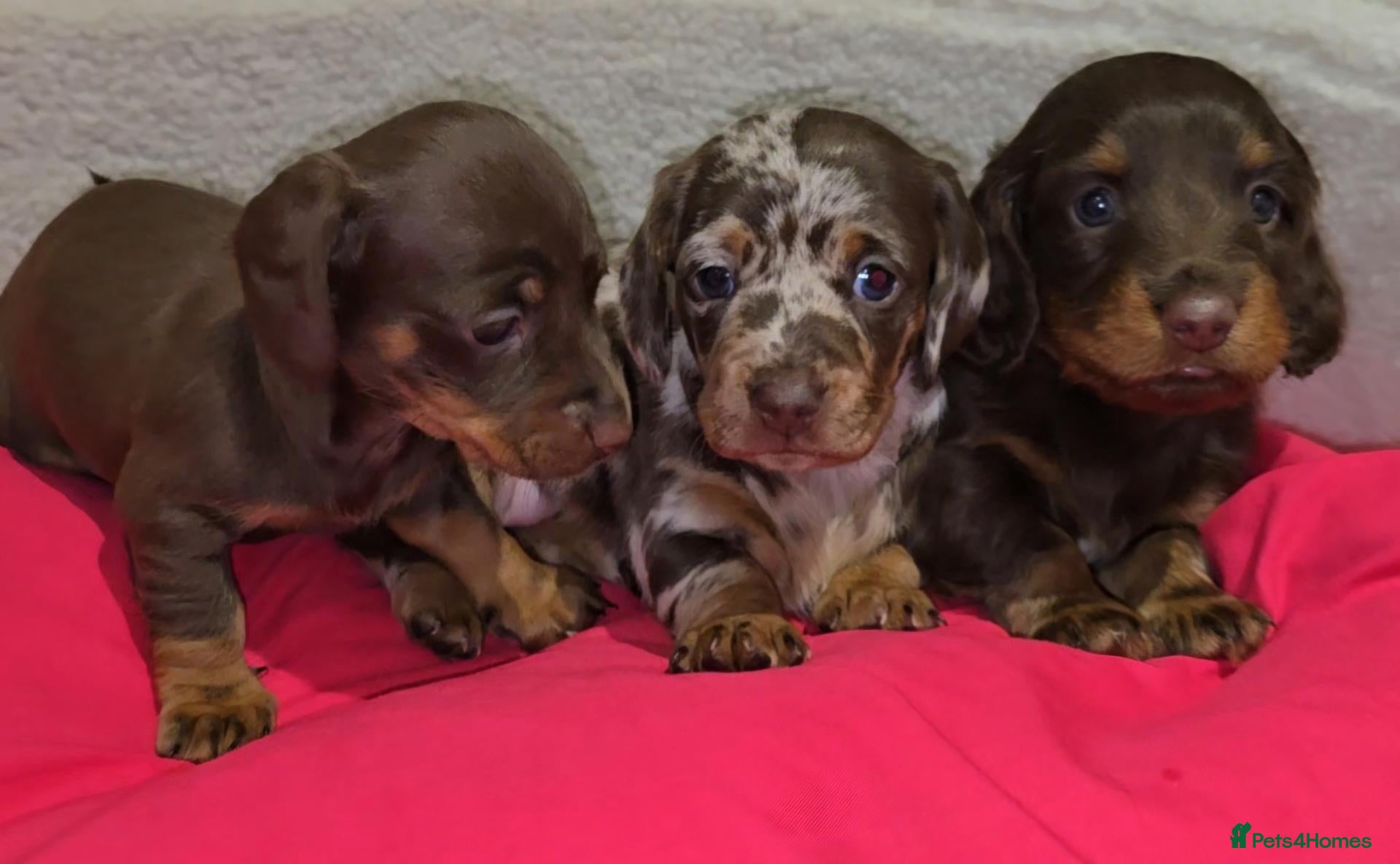 Miniature Dachshund dogs Chocolate/Tan Mini Dachshunds, Long Haired/Dapple - Advert 14