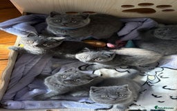 British Shorthair cats for sale: Fluffy sweet and cuddled BSH for great homes - Image 6