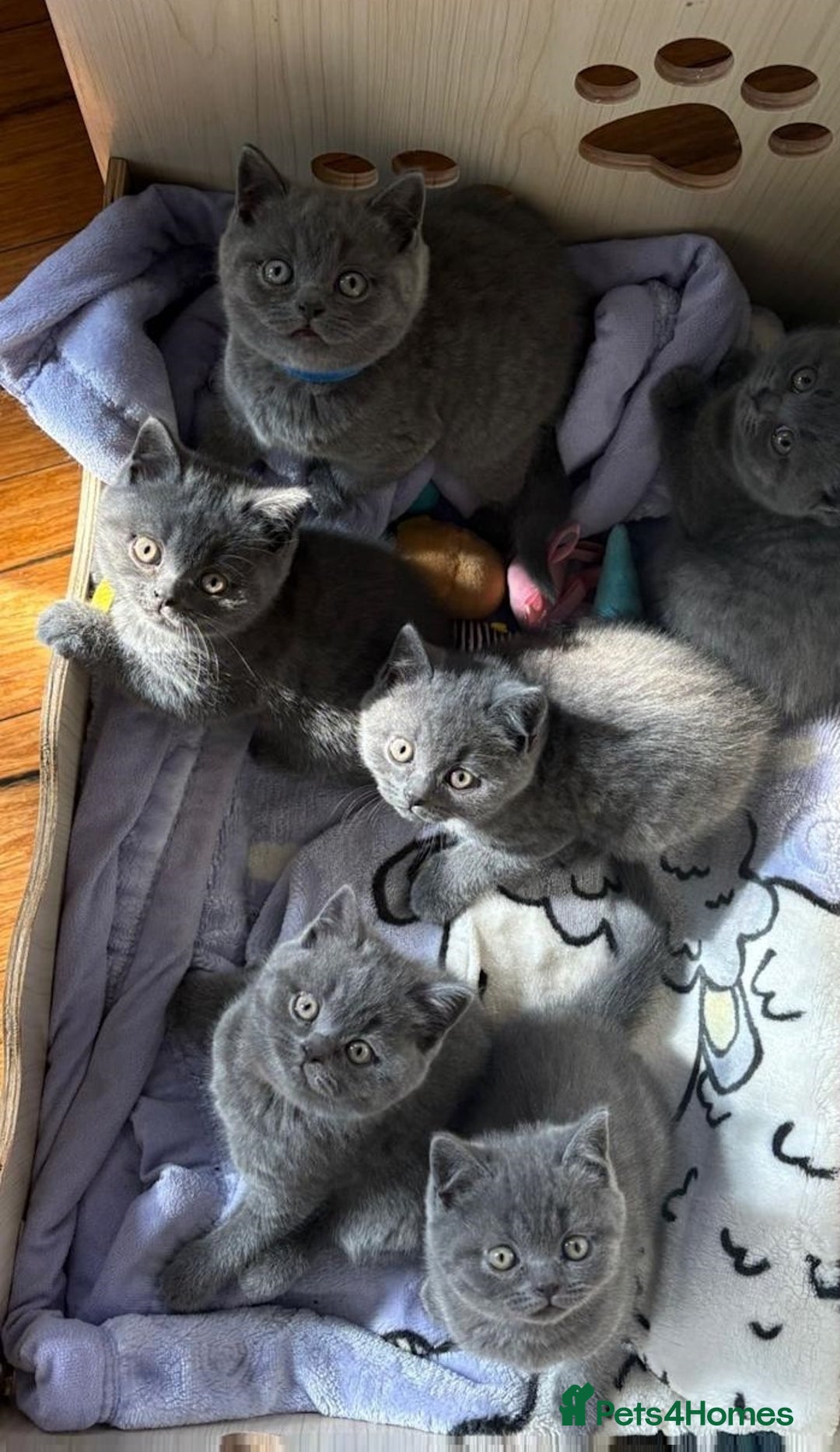 British Shorthair cats for sale: Fluffy sweet and cuddled BSH for great homes - Image 6