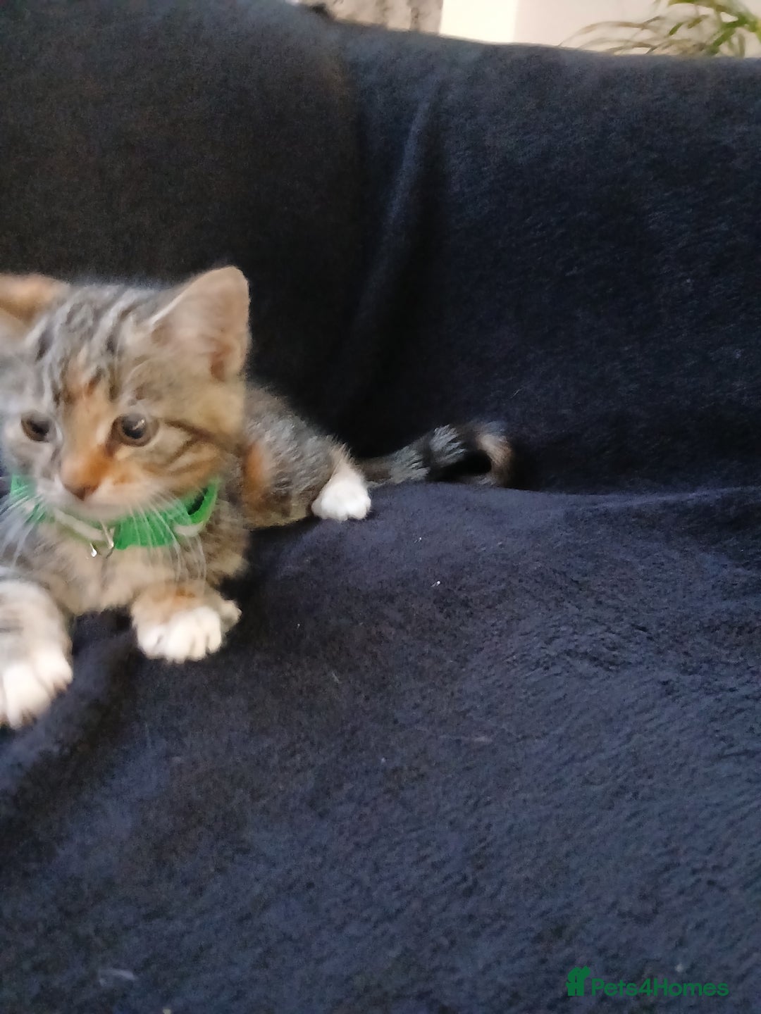 Mixed Breed cats for sale: Gorgeous mixed kittens  - Advert 4