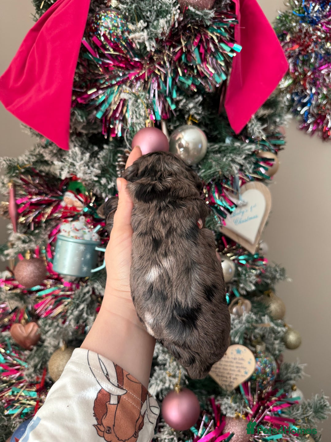 Cockapoo dogs for sale: Gorgeous F1 cockapoo puppies  - Advert 8