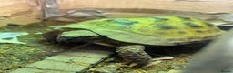 Tortoise reptiles for sale: Tortoise x 2 males - Advert 3
