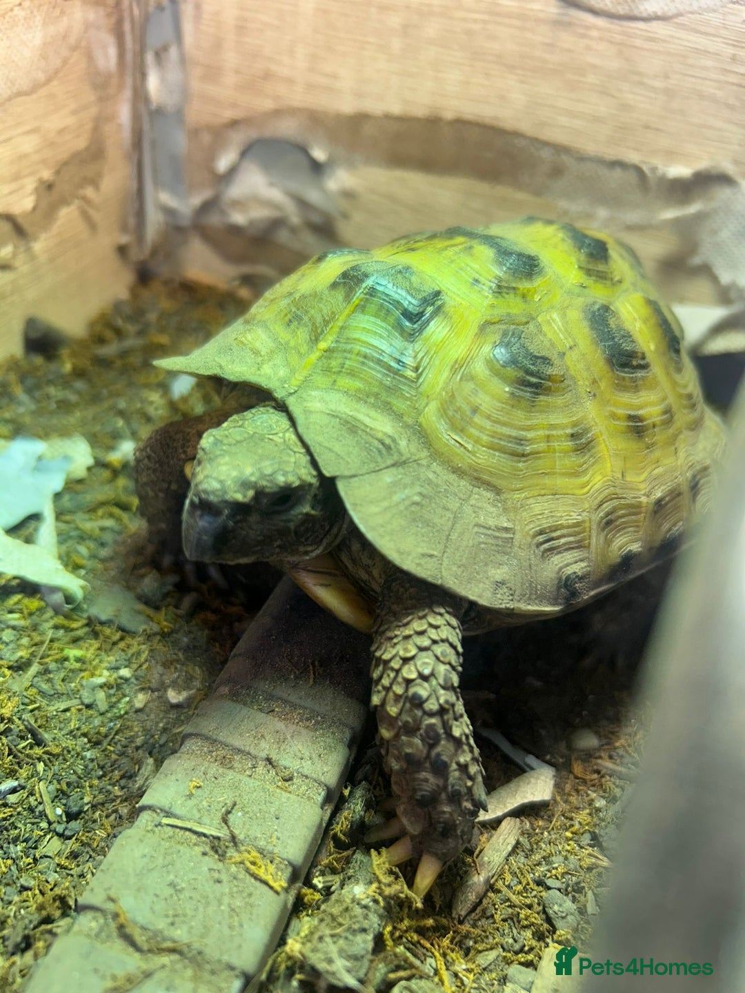 Tortoise reptiles for sale: Tortoise x 2 males - Advert 3