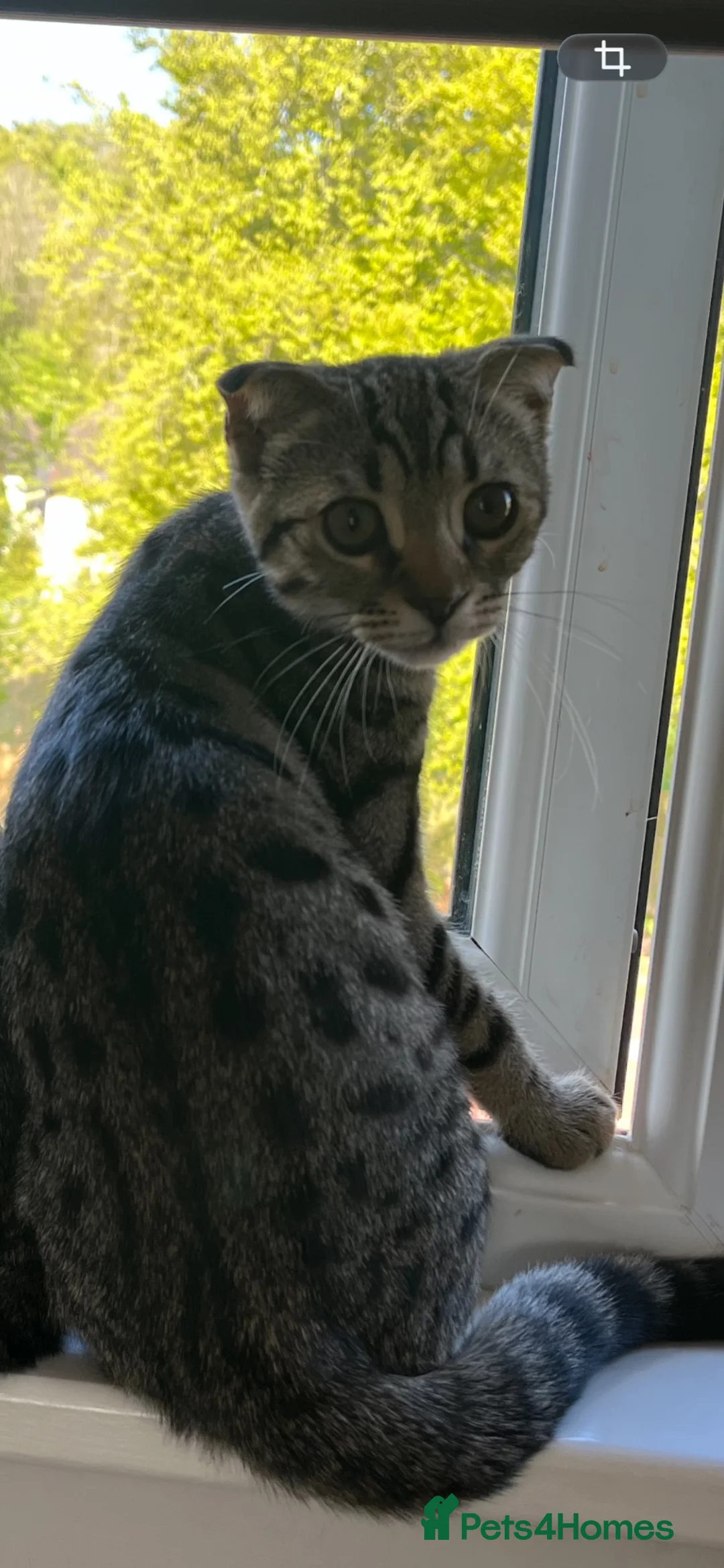 Bengal cats for sale: ❤️SCOTTISH FOLD + BENGAL CAT FOR SALE (FEMALE CAT) in High Wycombe - Advert 2