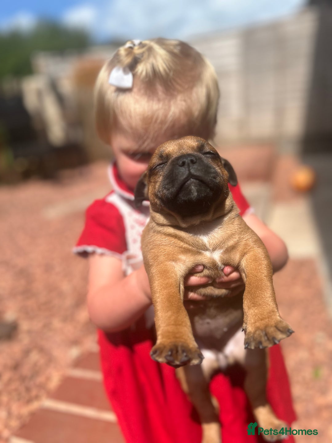 Staffordshire Bull Terrier dogs for sale: ONE MALE AVAILABLE 5* outstanding reds ✨✨✨ - Image 17