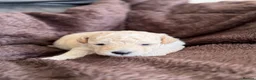 Poochon dogs for sale: Outstanding F1 health tested puppies - Advert 35
