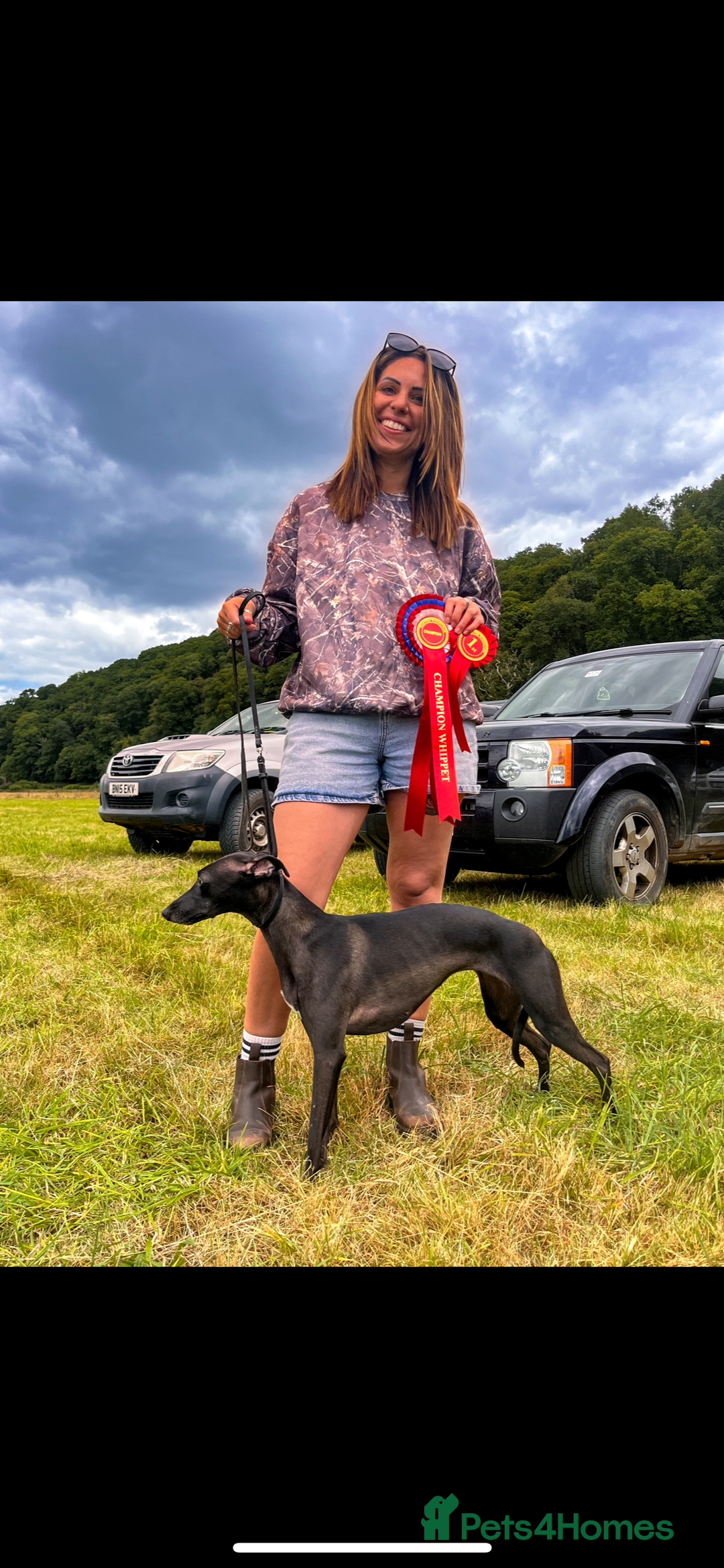 Whippet dogs for sale: Champion KC whippet puppies  - Advert 2