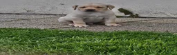 Labrador Retriever dogs for sale: Labrador Pups KC Reg Health Tested - Advert 14