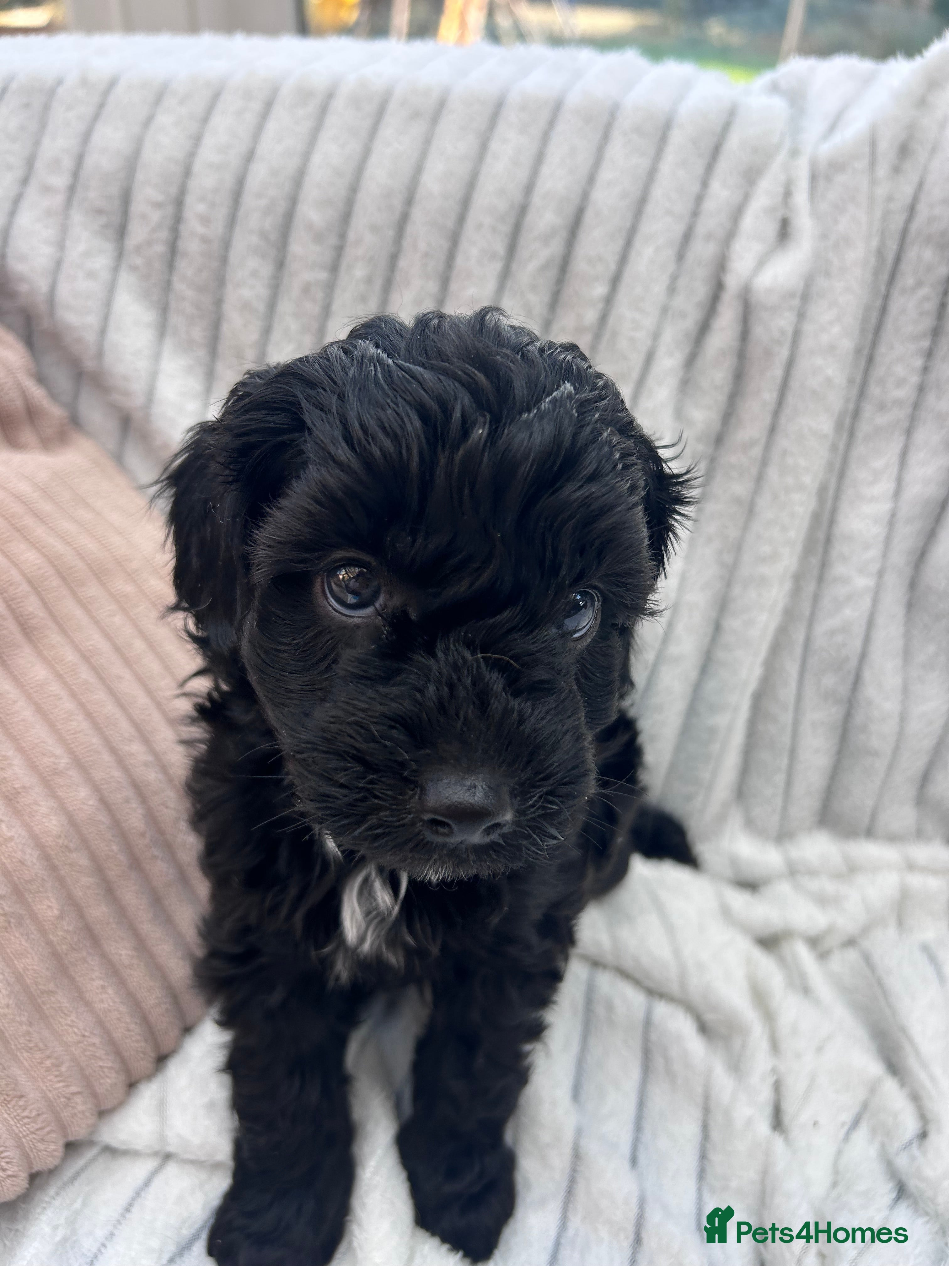 Cavapoo dogs 🐾 F1B MINIATURE CAVAPOO PUPPIES ARE HERE! 🐾 - Advert 2