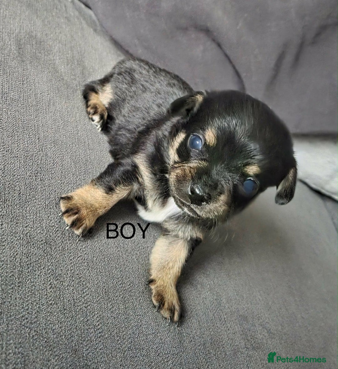Chiweenie dogs for sale: Beautiful Chiweenie puppies  - Advert 3