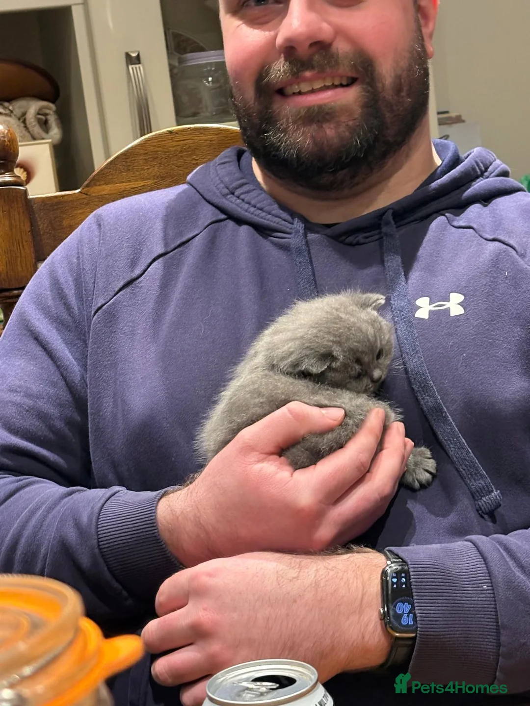 British Shorthair cats for sale: Pedigree British Shorthair Kittens - Advert 2