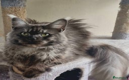 Maine Coon cats for sale: Maine Coon black smoke Queen  - Image 2