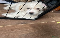 Mixed Breed dogs for sale: Beautiful Peekapoo’s very rare breed - Image 2