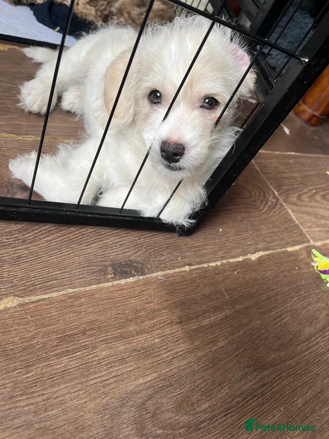 Mixed Breed dogs for sale: Beautiful Peekapoo’s very rare breed - Image 2