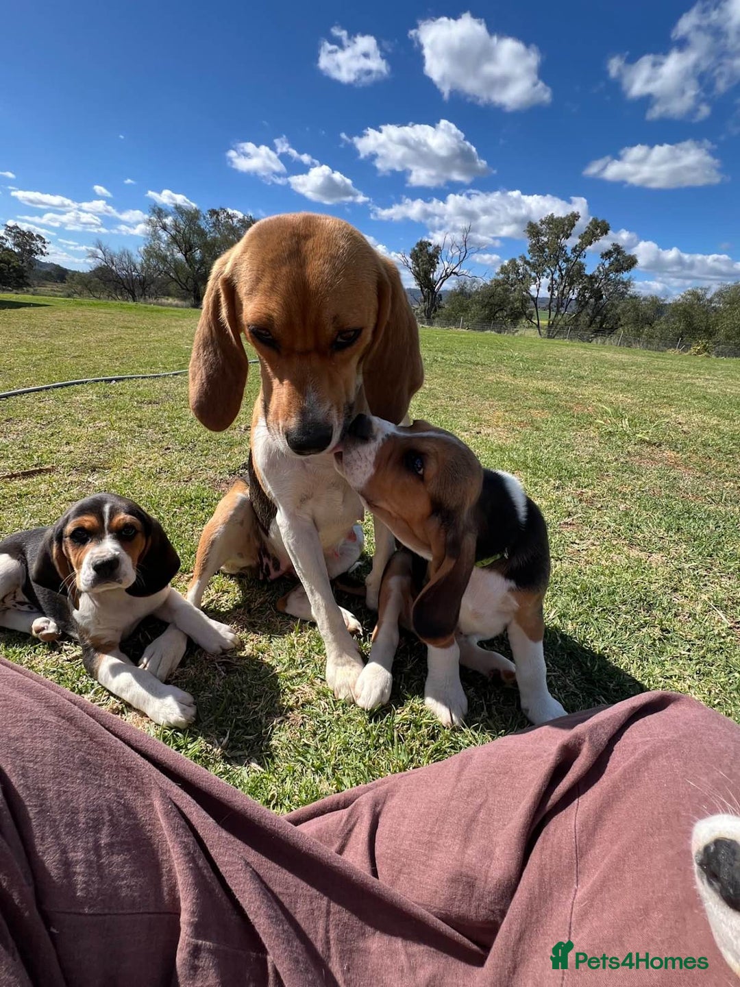 Beagle dogs for sale: pure breed Beagle puppies - Image 4