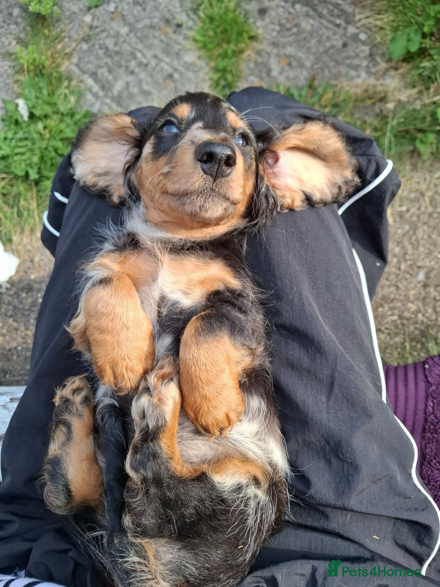 Miniature Dachshund dogs Long Haired miniature dachshund puppies  - Advert 6