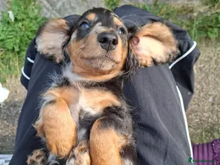 Miniature Dachshund dogs Long Haired miniature dachshund puppies - Advert 6