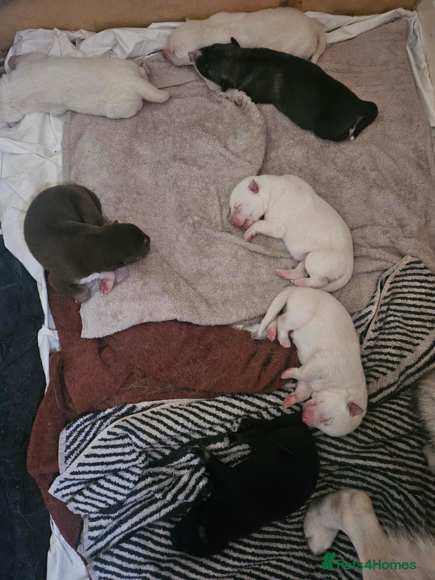 Shepsky dogs 6 Beautiful Shepsky puppies - Advert 1