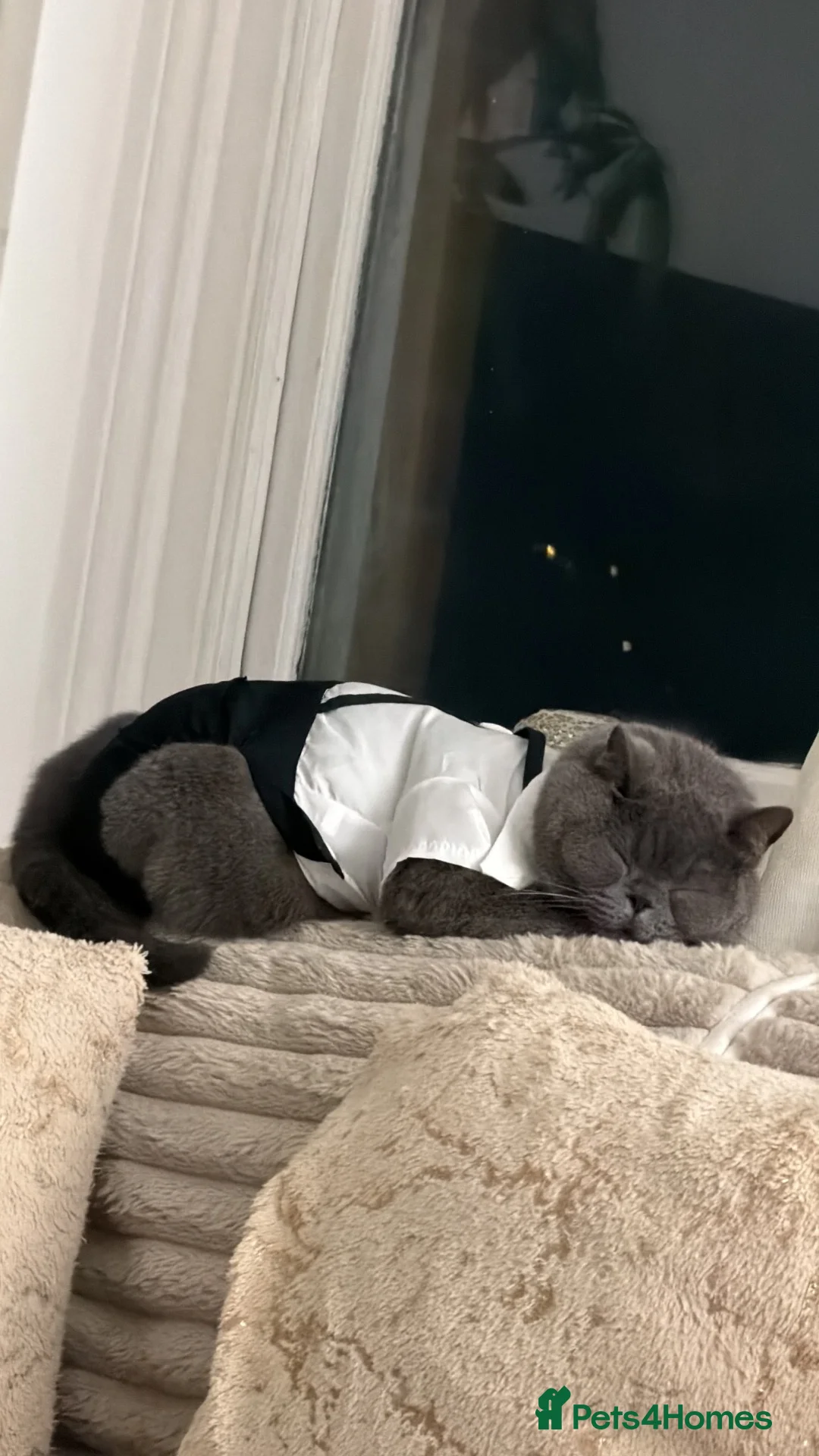 British Shorthair cats for sale: My teddy - Advert 4