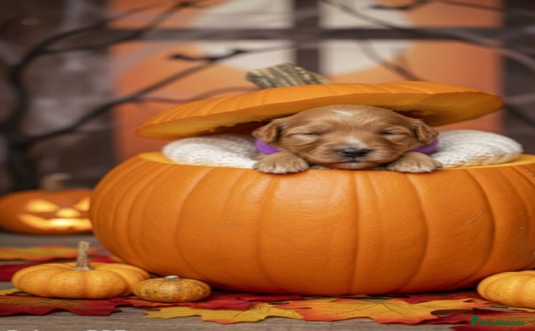 Cavapoo dogs - Advert 1
