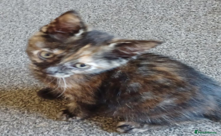 Domestic Shorthair cats - Advert 8