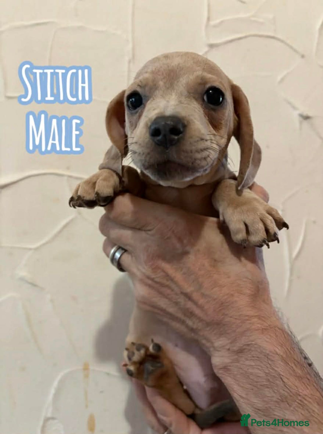 Mixed Breed dogs for sale: Gorgeous litter with 2 cute breeds  - Advert 1