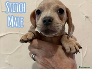 Mixed Breed dogs Gorgeous littler with 2 cute breeds - Advert 12