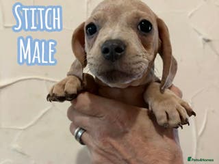 Mixed Breed dogs Gorgeous litter with 2 cute breeds - Advert 5