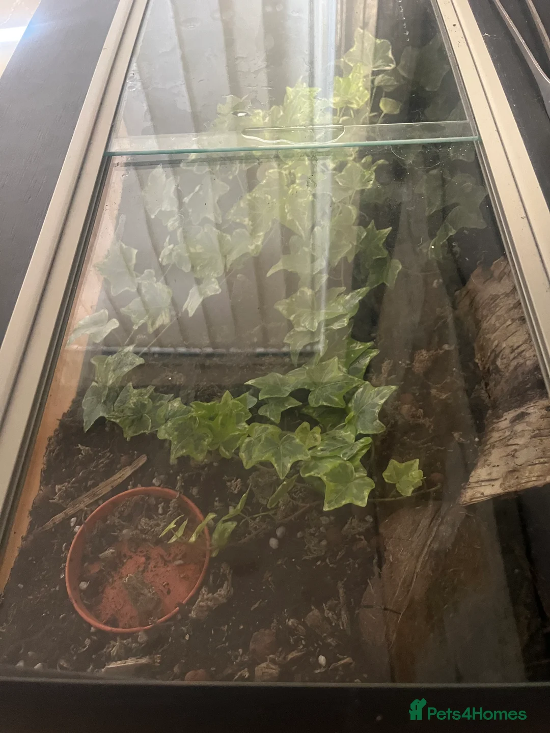 Spiders invertebrates for sale: Young salmon pink bird eating tarantula - Advert 2