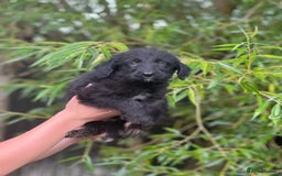 Bordoodle dogs for sale: Collie poodle ready now  - Image 8