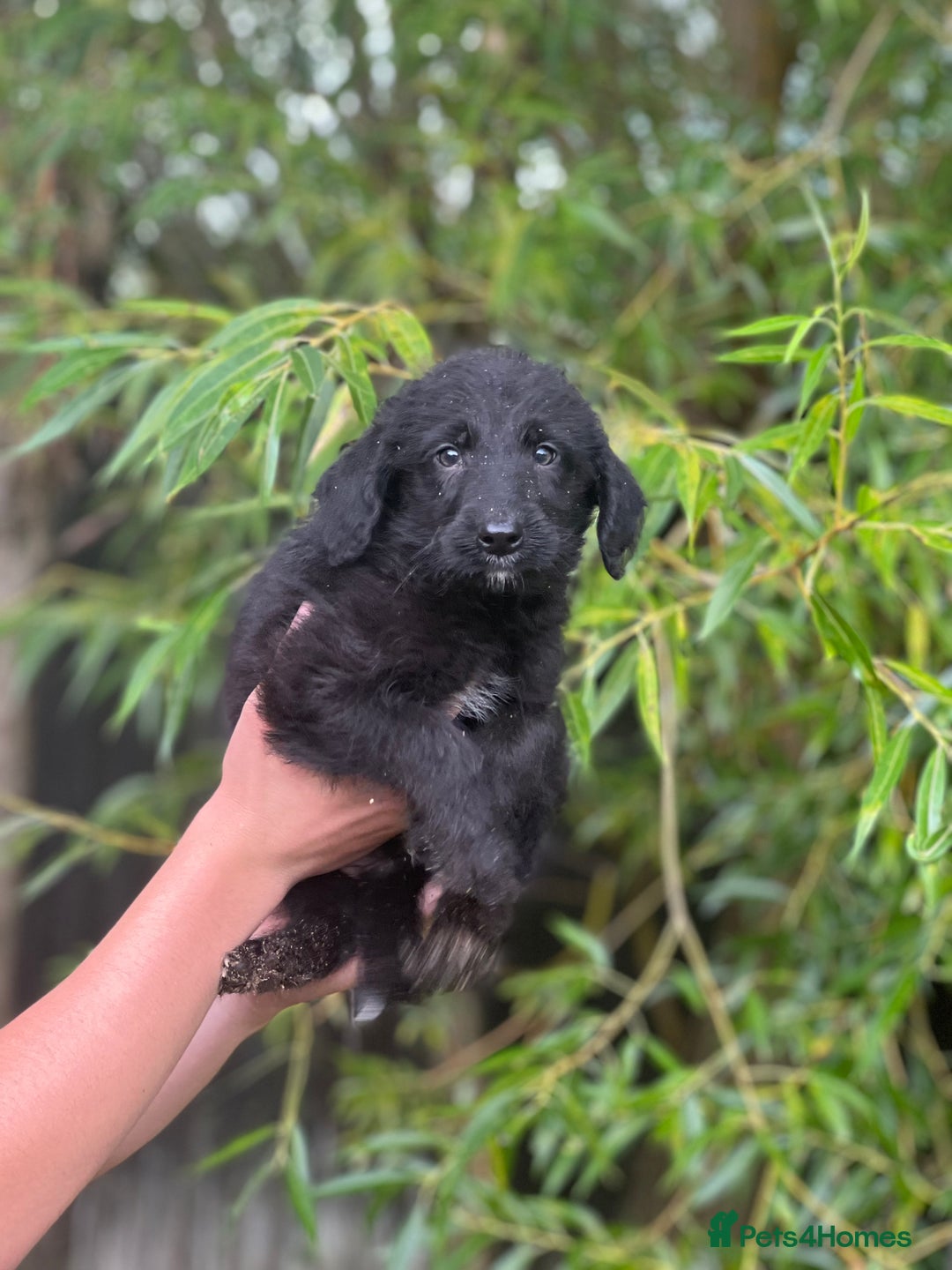 Bordoodle dogs for sale: Collie poodle ready now  - Image 8