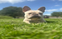 French Bulldog dogs for sale: French bulldog - Image 5