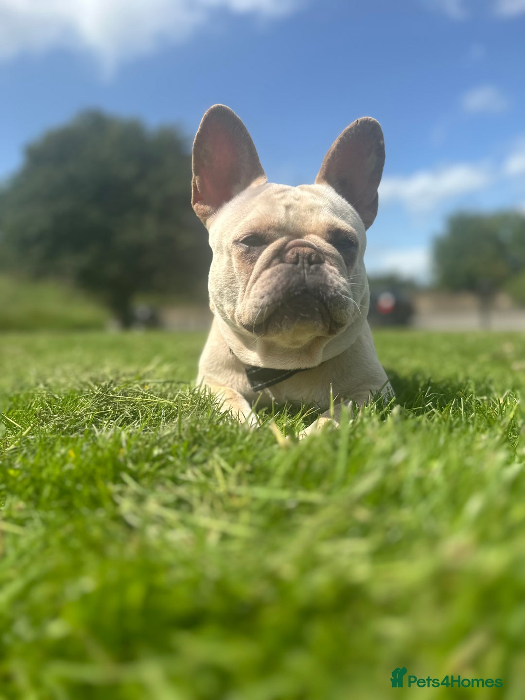 French Bulldog dogs for sale: French bulldog - Image 5
